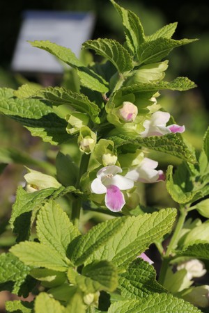 hedge nettle